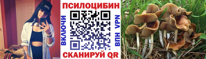 Купить где  Короча  Псилоцибиновые грибы Cubensis 